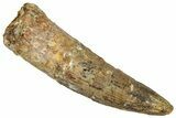 Fossil Spinosaurus Tooth - Real Dinosaur Tooth #324862-1
